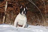 BOULEDOGUE FRANCAIS 964